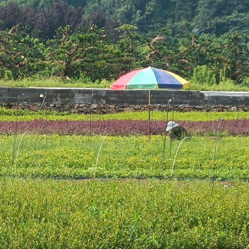 大美苗圃基地全景