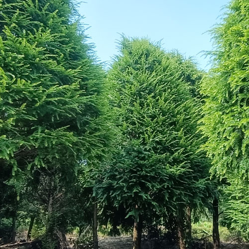 苗圃种植基地现场