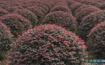 红花继木专题_最全面的红花继木相关介绍_价格信息_种植经验