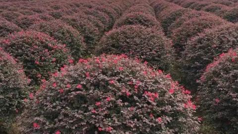 红花继木专题_最全面的红花继木相关介绍_价格信息_种植经验