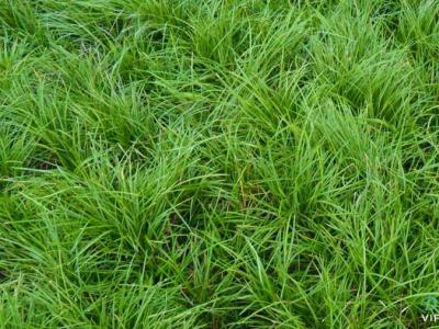 小叶麦冬草
