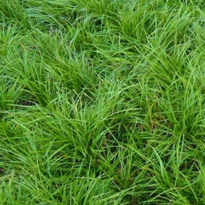小叶麦冬草