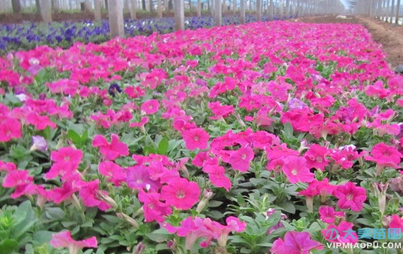 牵牛花