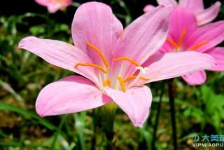 红花葱兰