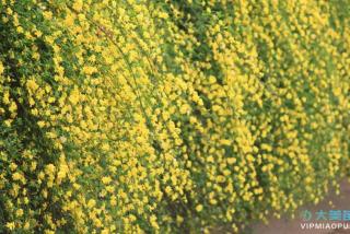 迎春花