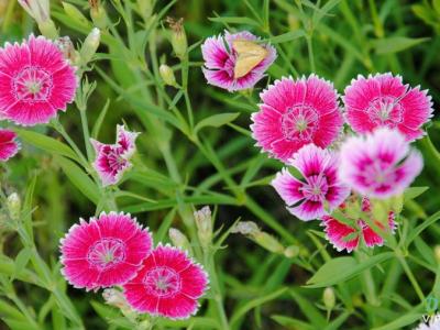 常夏石竹