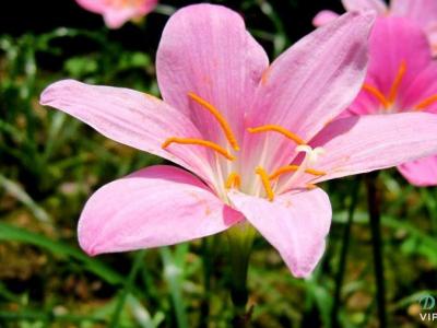 红花葱兰