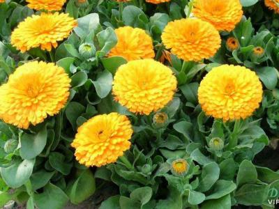 金盏菊