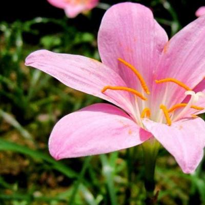 红花葱兰