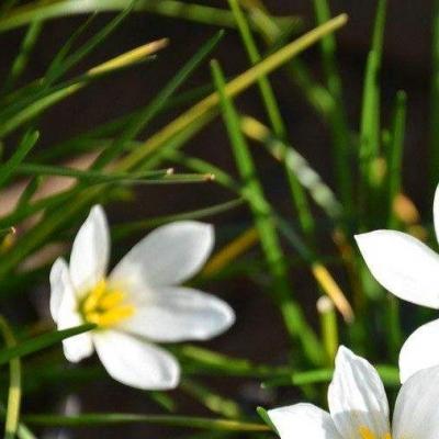 白花葱兰