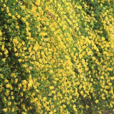 迎春花
