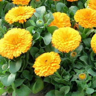 金盏菊