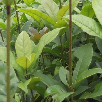 桂花小苗