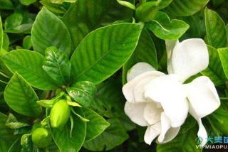 栀子花小苗