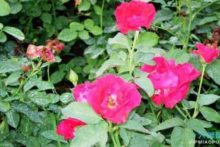 月季花小苗