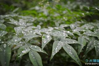 南天竹小苗