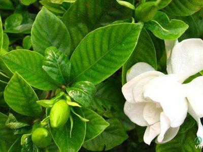 栀子花小苗