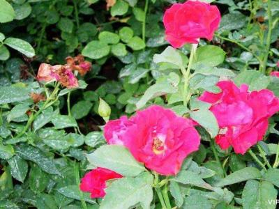月季花小苗