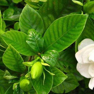 栀子花小苗