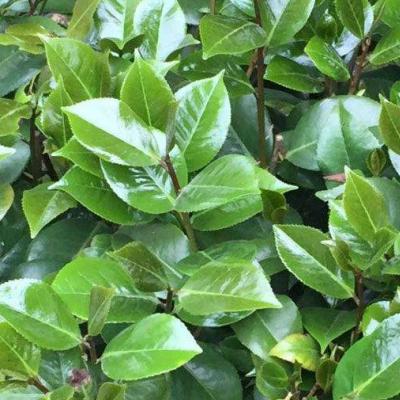 茶花小苗