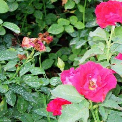 月季花小苗