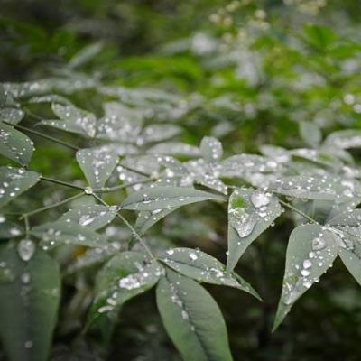 南天竹小苗