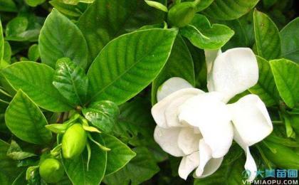 栀子花小苗