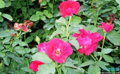 月季花小苗