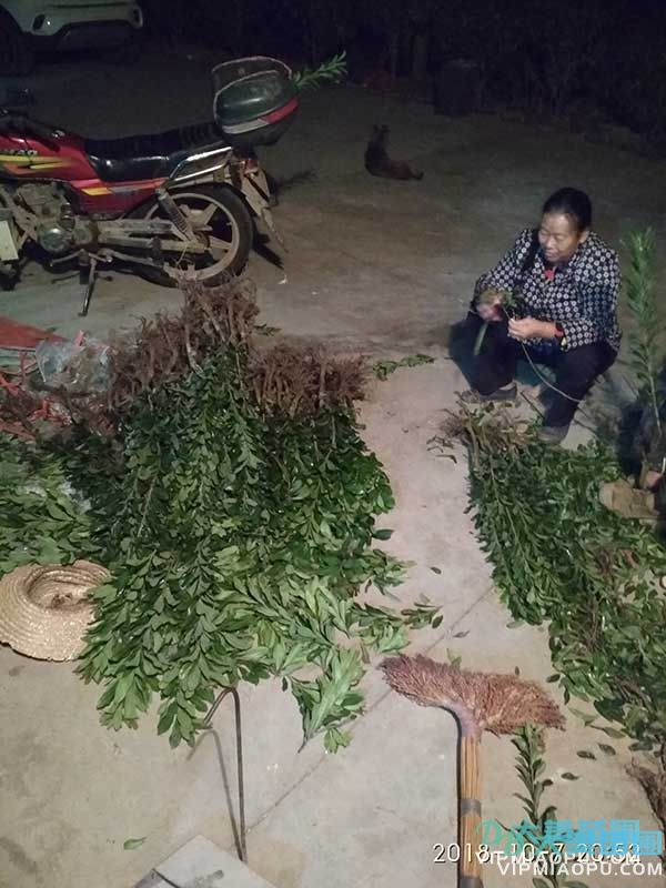 杨梅树苗