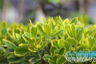 黄杨病虫害防治