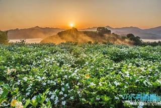 栀子花的病虫害防治