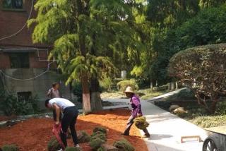湖南大学苗木种植和草皮铺种