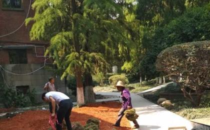 湖南大学苗木种植和草皮铺种