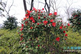 茶花冬季的养护方式