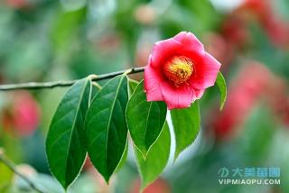 茶花病虫害的防治