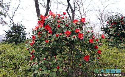 茶花冬季的养护方式