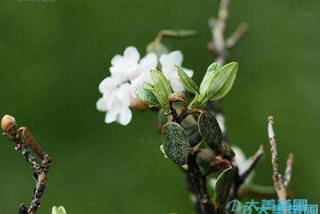 杜鹃病虫害防治