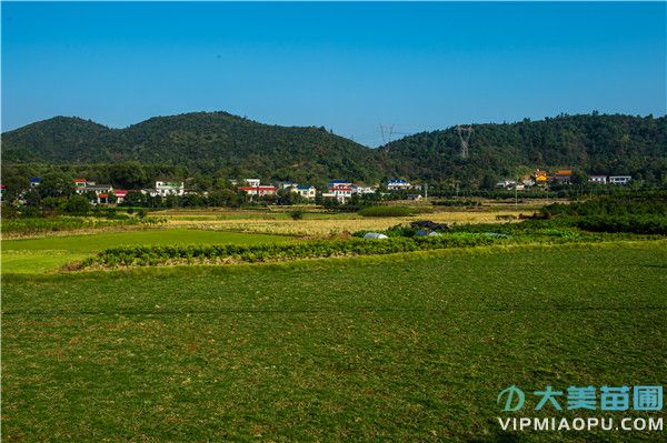 美丽乡村远景