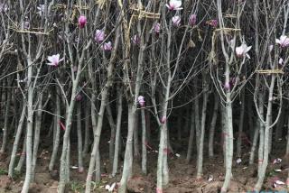 6公分紫玉兰价格