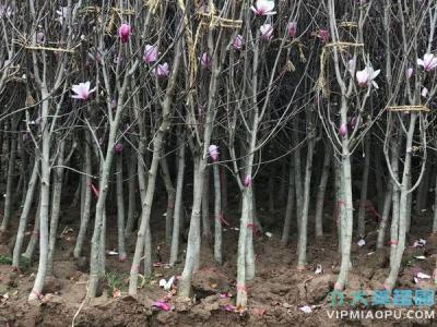 紫玉兰小苗