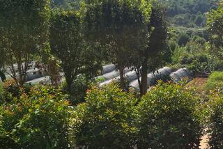长沙林业植物检疫证书核发