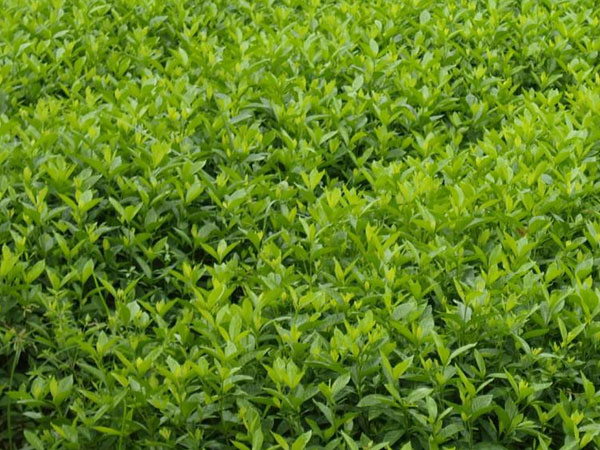 栀子花小苗