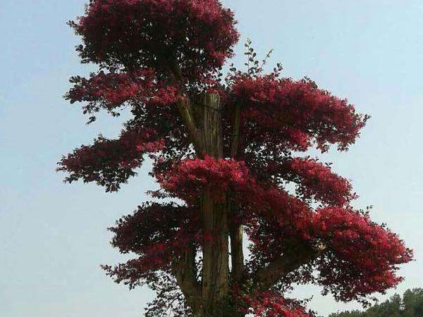 造型红花檵木桩
