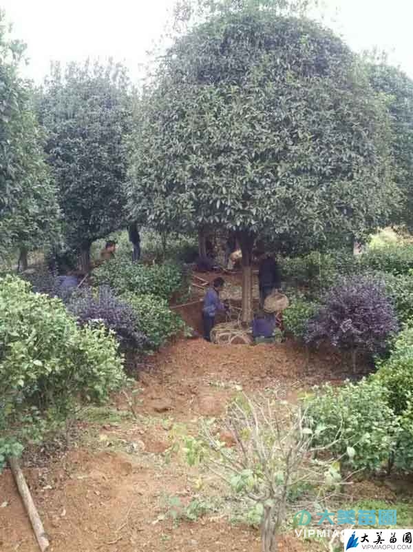桂花树