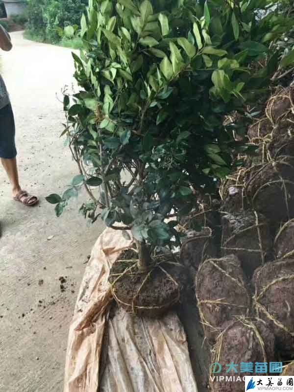 球类苗木
