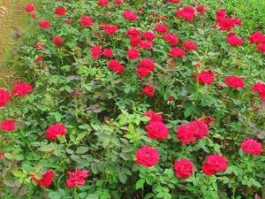 月季花小苗 - 月季花小苗