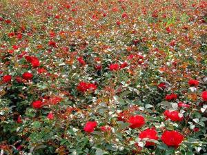 月季花小苗 - 月季花小苗