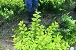 湖南茶花小苗桂花树以及其他苗木出苗实拍