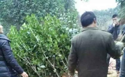 客户需要的小批苗木实拍