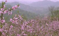 重庆市铜梁区：花卉苗木“小产业”做出“大文章” 